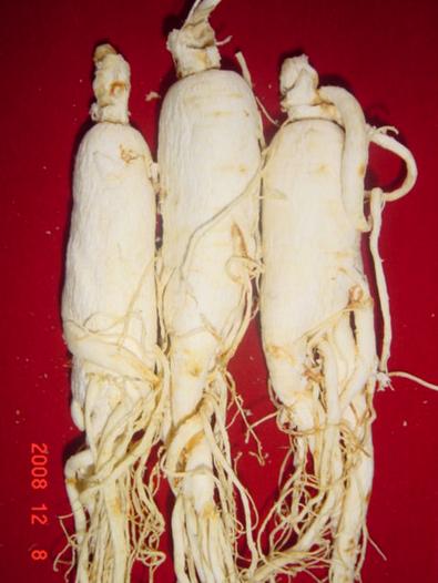 White ginseng Root china changbai mountain 